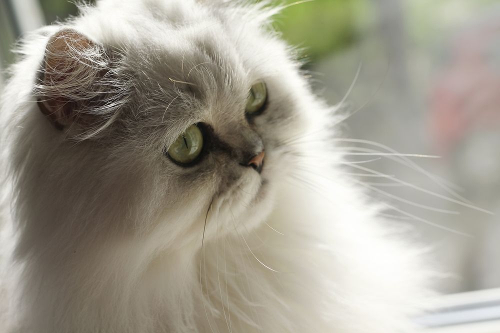 Photograph by Алена Полетаева