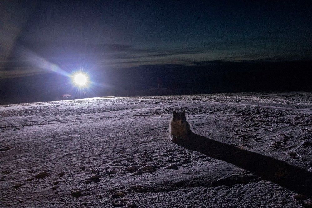 Photograph by Алексей Логинов