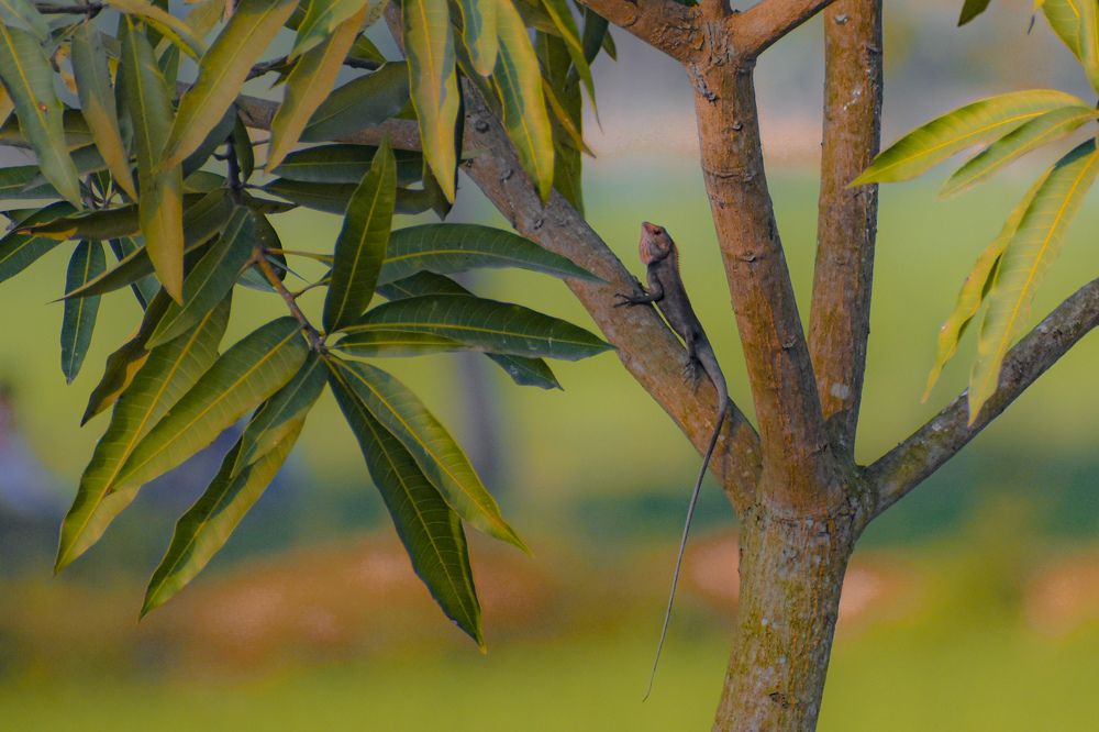 Photograph by Abu fahad Saikat