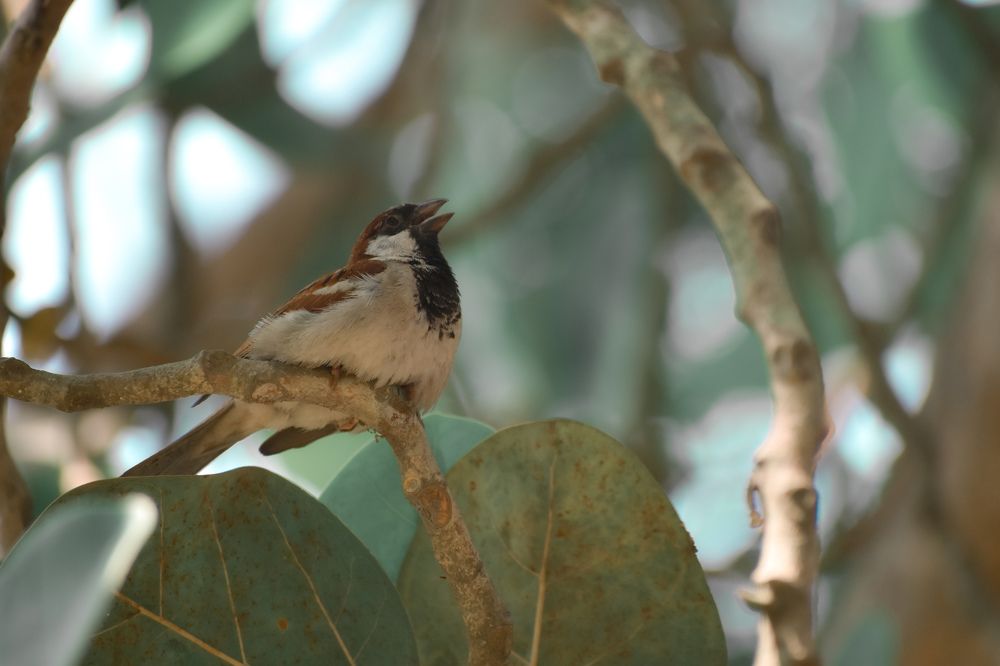 Photograph by Abu fahad Saikat