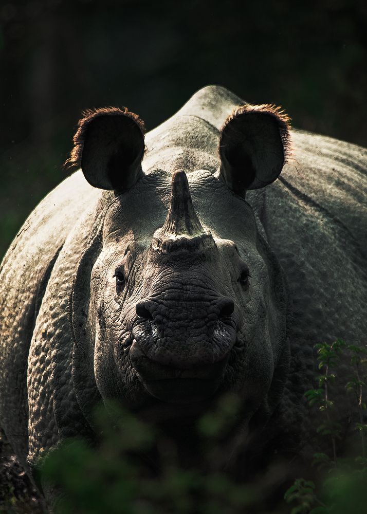 Photograph by NAVONILOY BHAUMIK