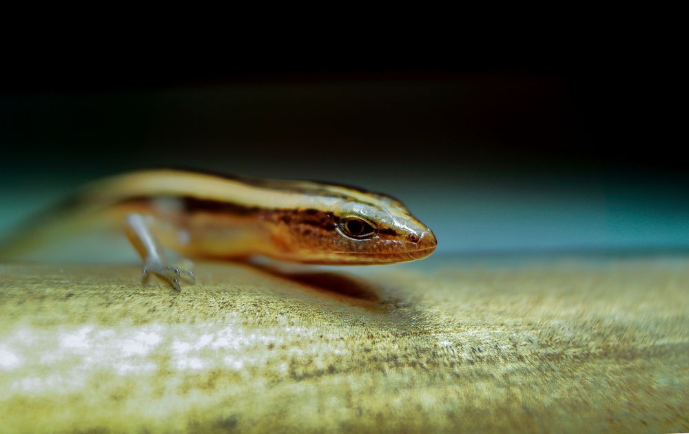 Photograph by Yusuf Buchari