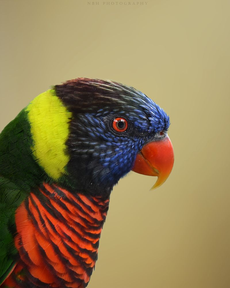 Photograph by NAVONILOY BHAUMIK