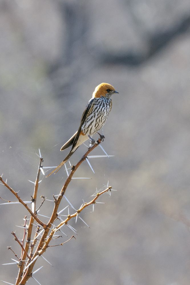 Photograph by Jacky Weckx