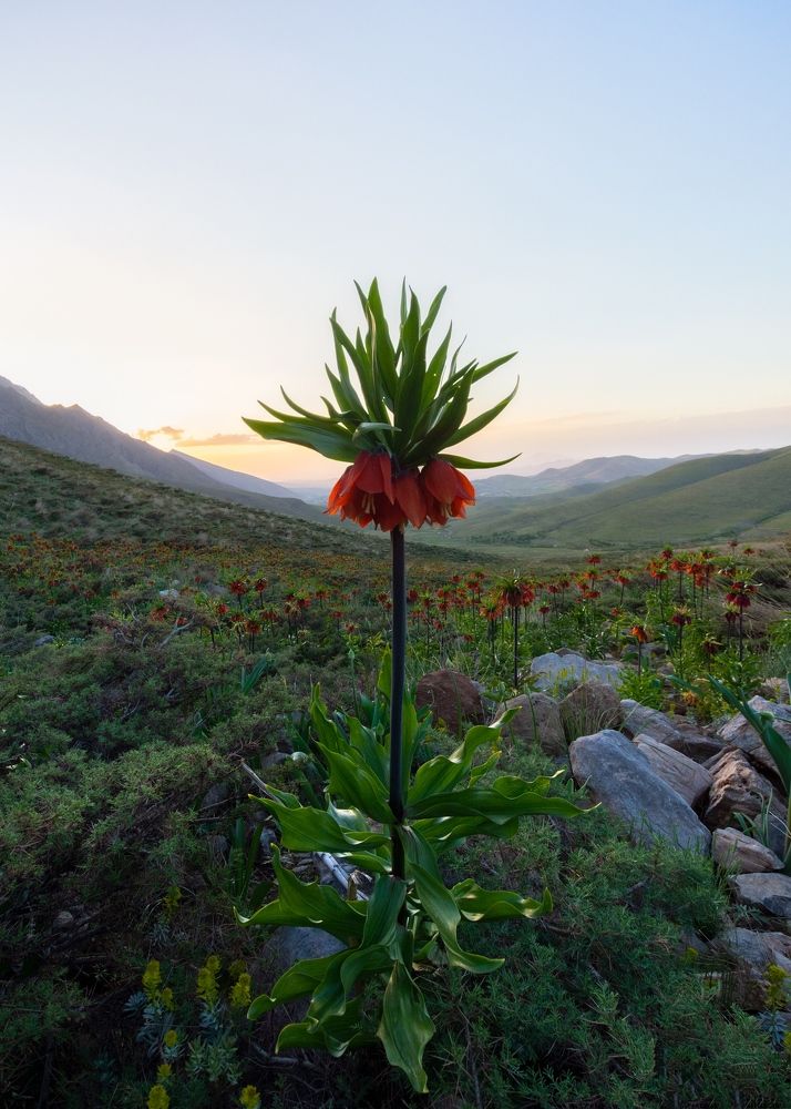 Photograph by masoud haghani