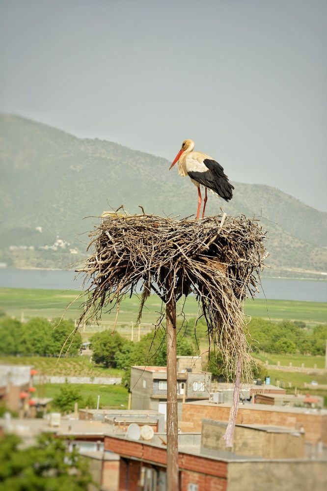 خانه