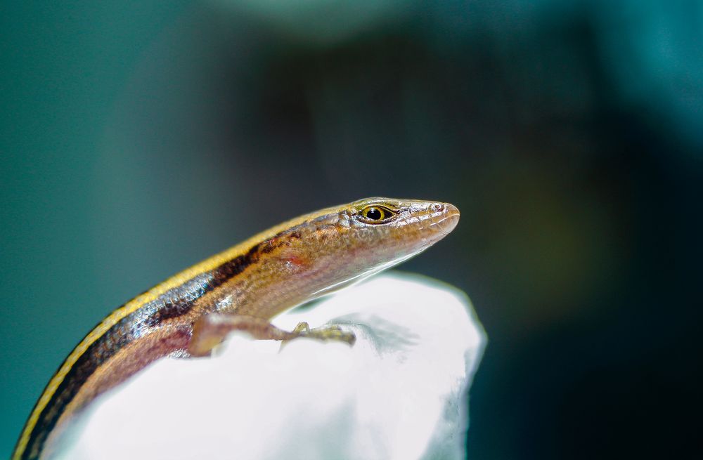 Photograph by Yusuf Buchari