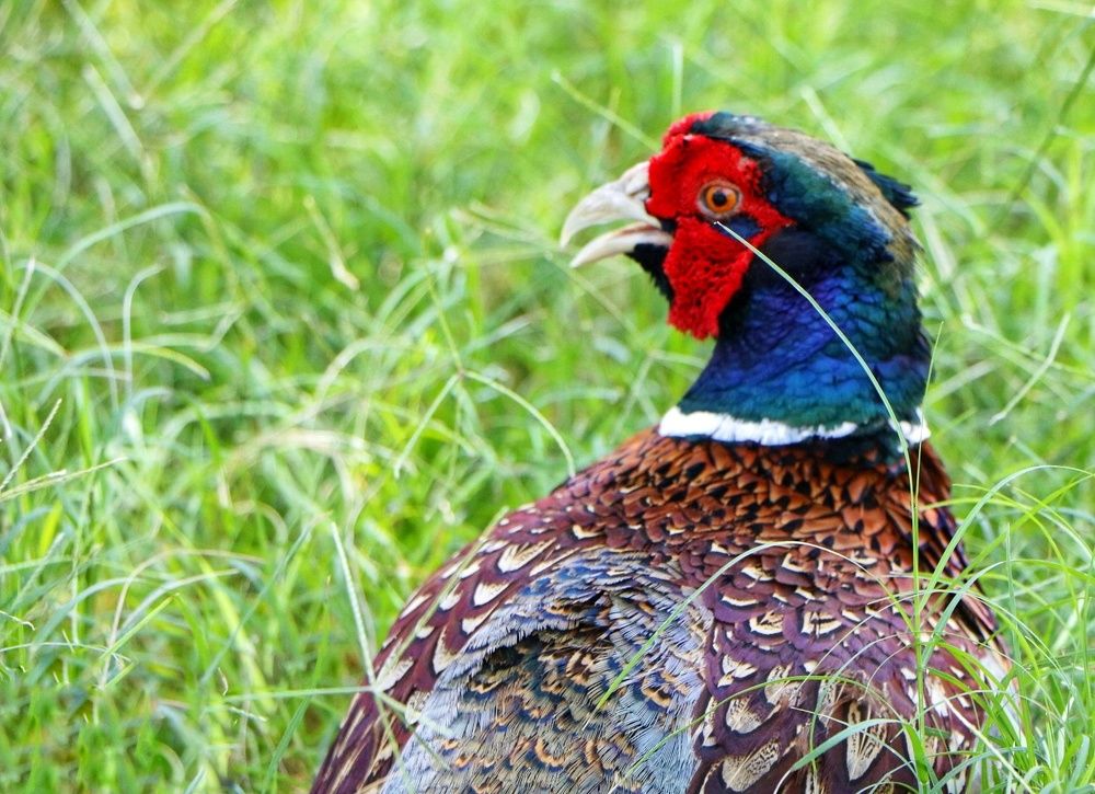 Photograph by Mohammad Ali Ataei Daryaei