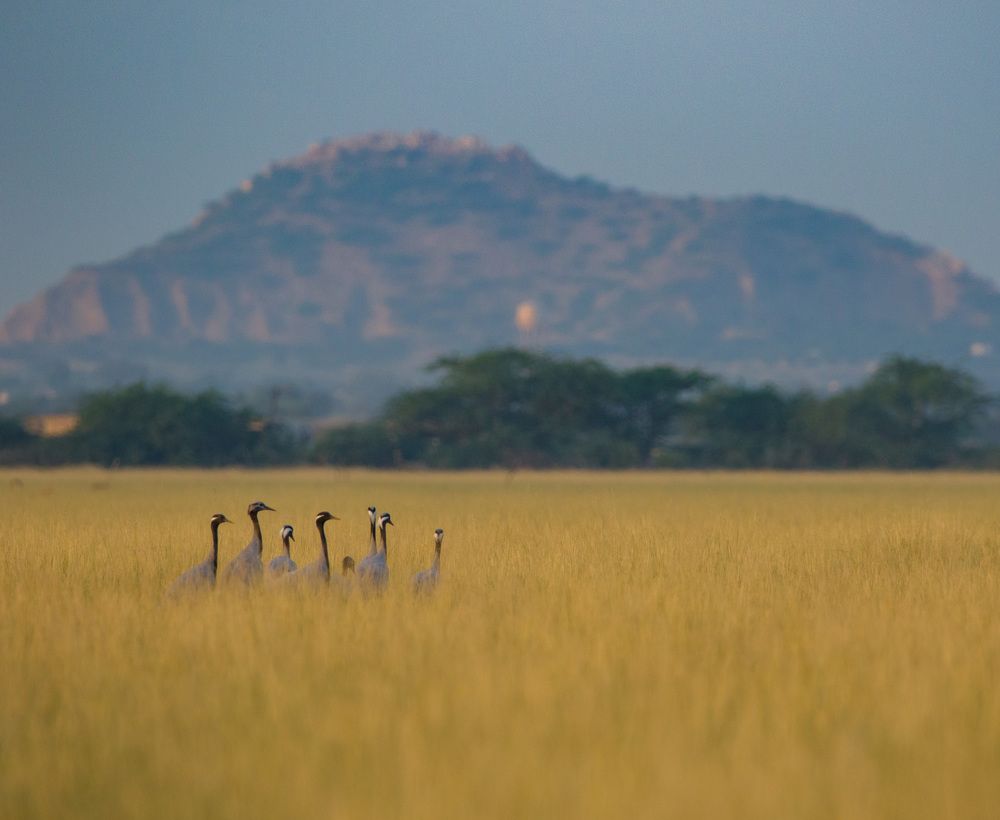 Photograph by Meet Thakkar