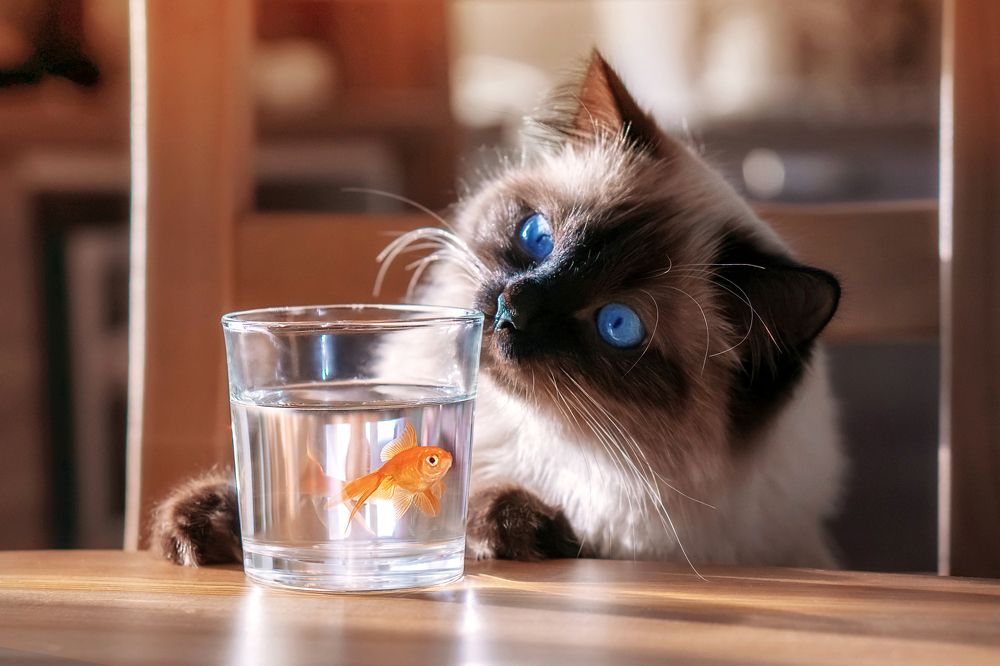 Photograph by Минаева Татьяна