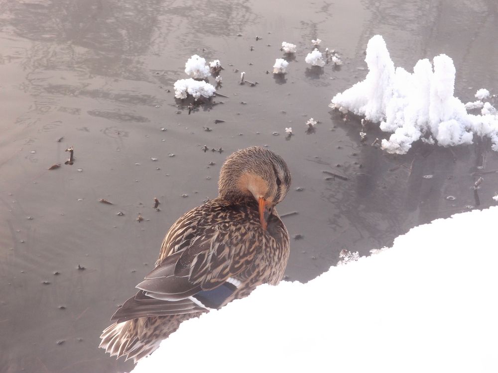 Photograph by Александр Карпенко