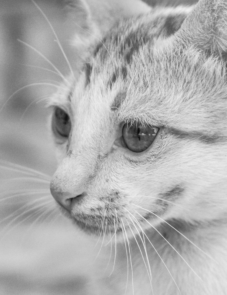 Photograph by Noora HT