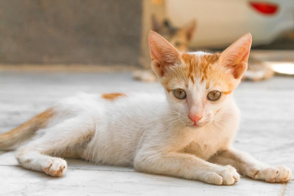 Photograph by Noora HT