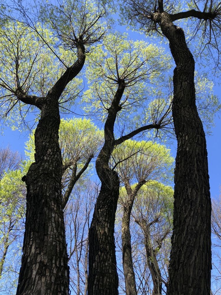 Северные баобабы.