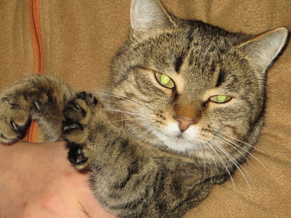 МУРРРРРР!!!!