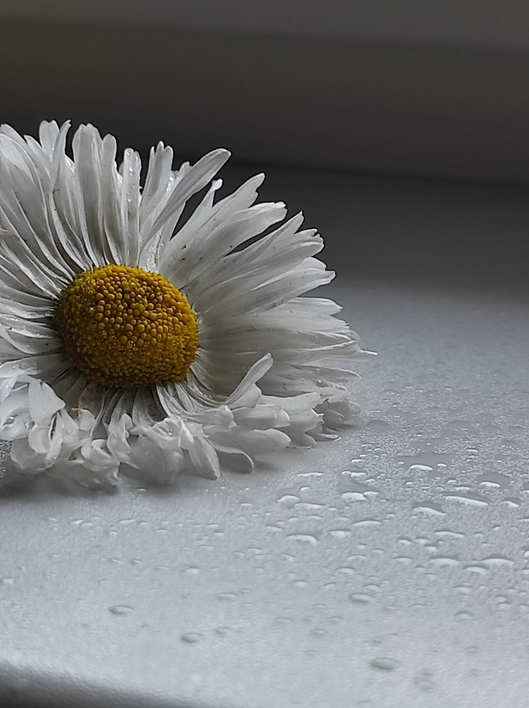 Photograph by Луиза Баширова