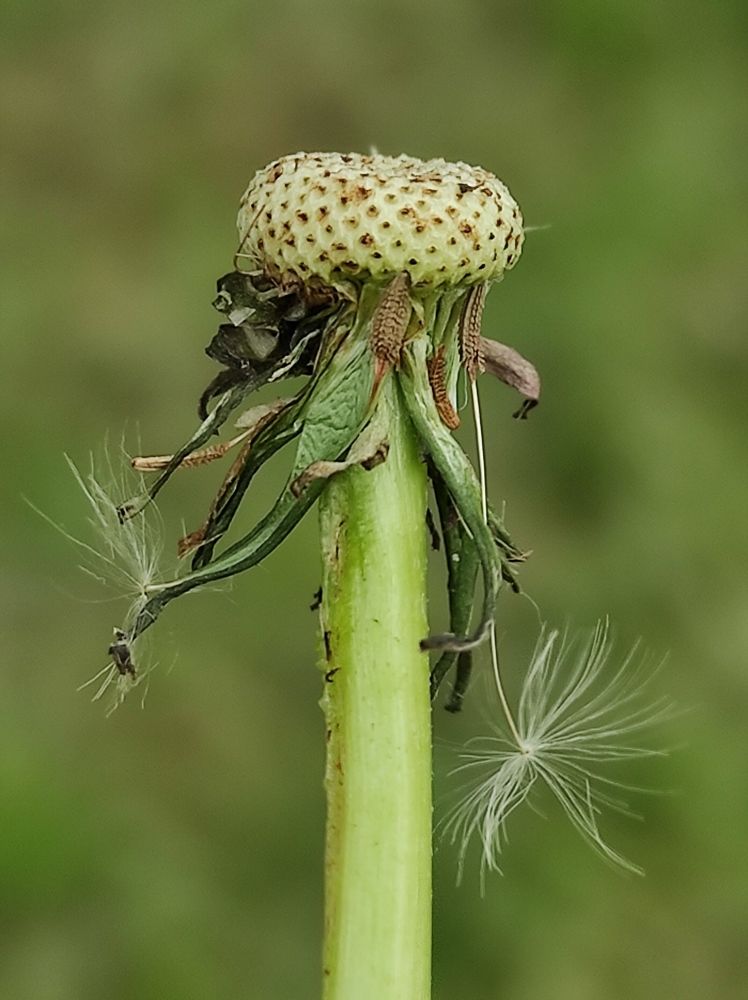 Photograph by Луиза Баширова