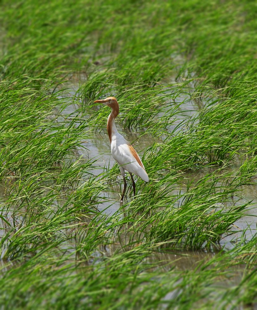 Photograph by Pon Malar