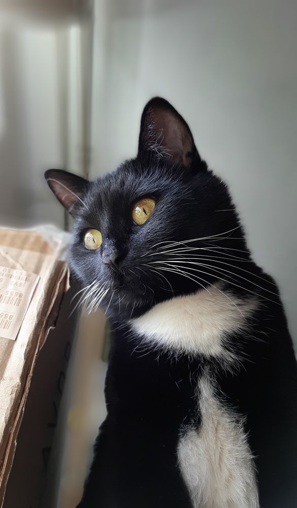 Квартира. Полдень. Кошка