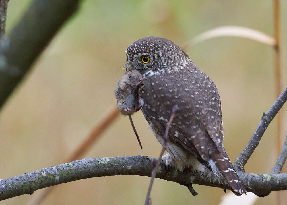 Последний взгляд