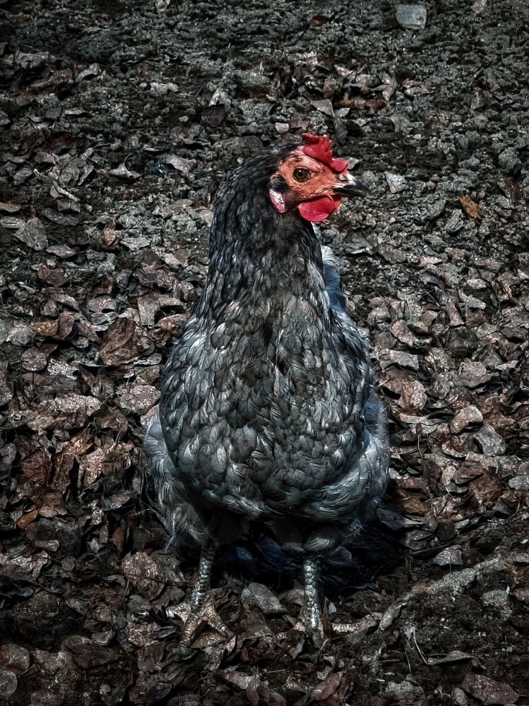 Photograph by Дина Чаица