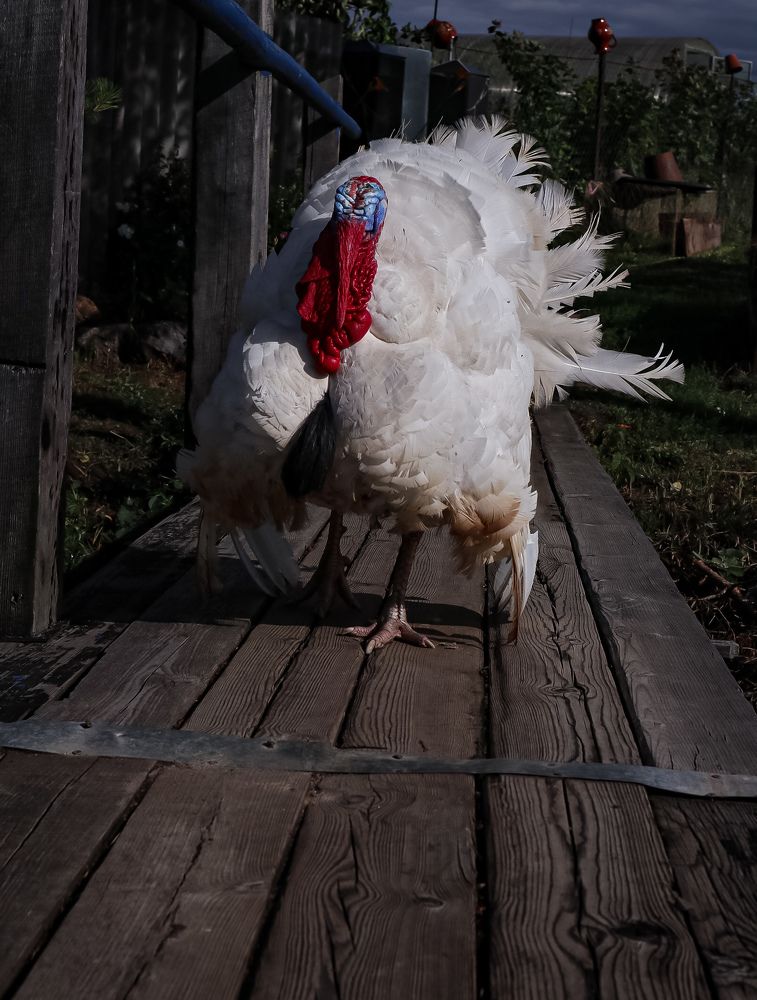 Photograph by Дина Чаица