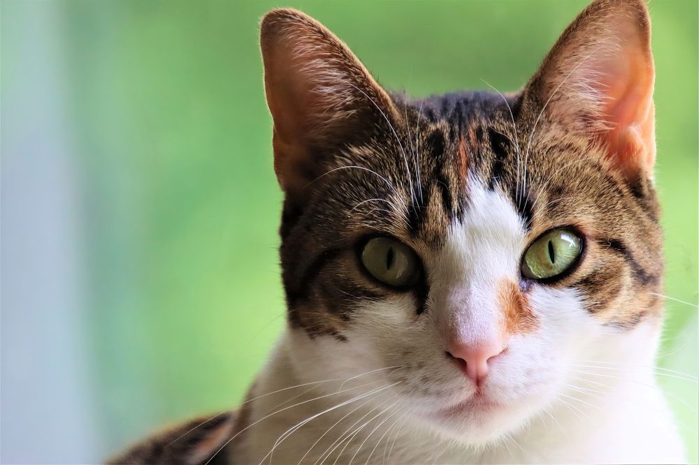 Photograph by Carol Taylor