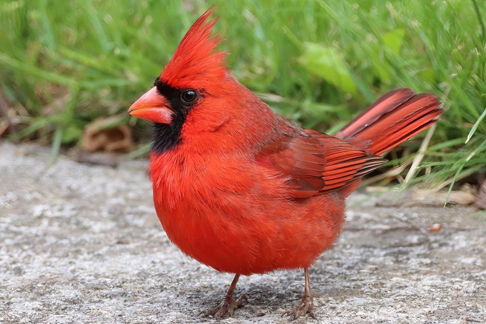 Photograph by Carol Taylor