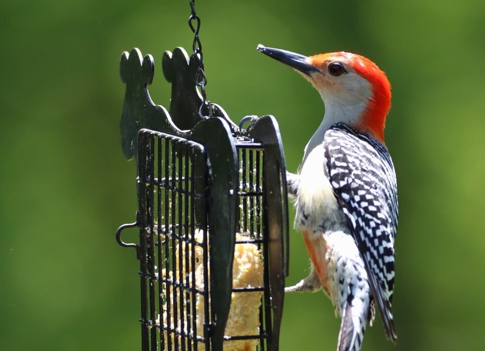 Photograph by Carol Taylor