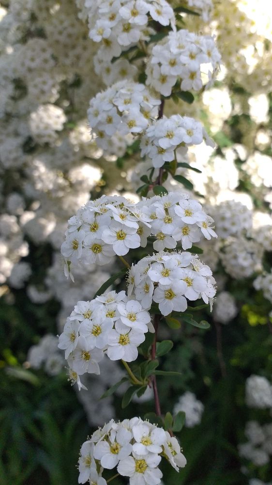 Photograph by Елена Кузнецова