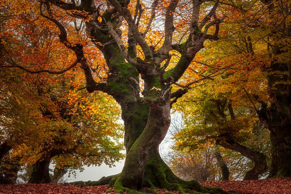 Photograph by  Ahmad abbasi