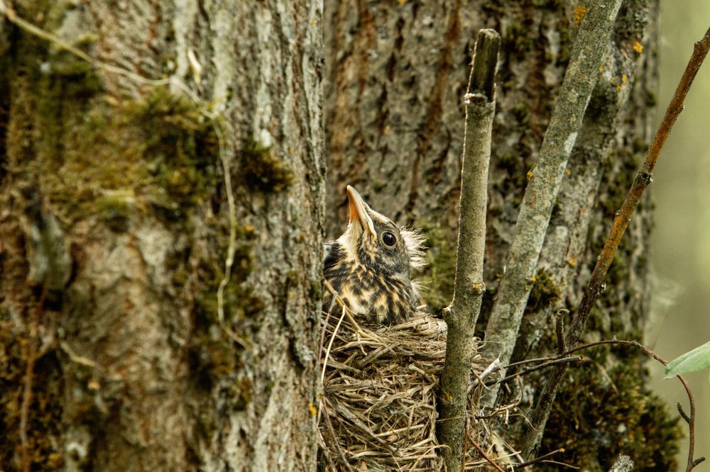 Photograph by Татьяна Семенова