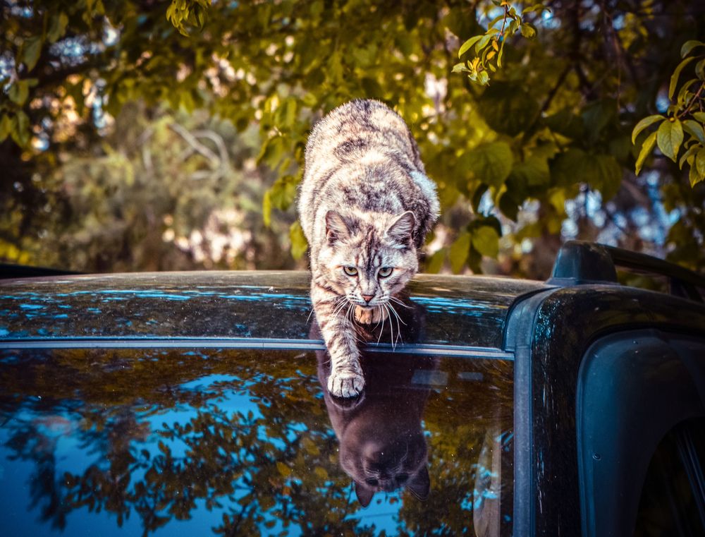 Photograph by Юлия Ковальчук