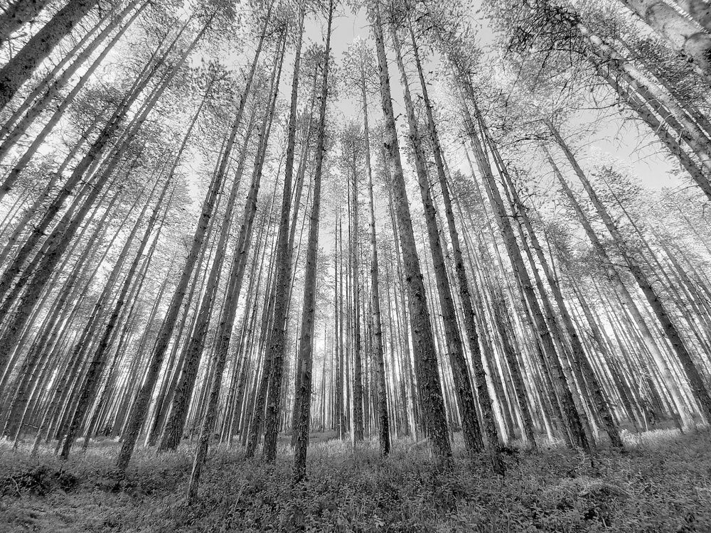 Photograph by Anna Perevozchikova