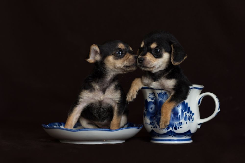 Photograph by Виктория Суркова