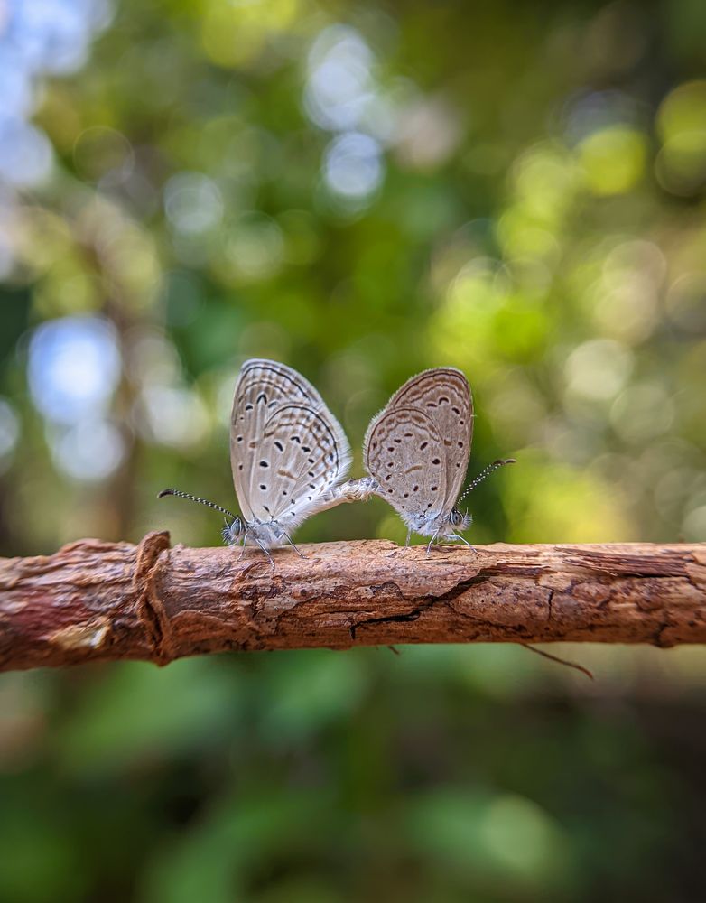 Photograph by Ajeesh A