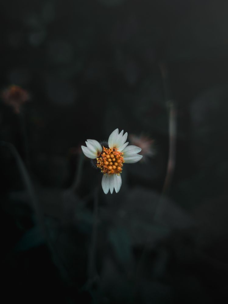 Photograph by Pritam Mandal