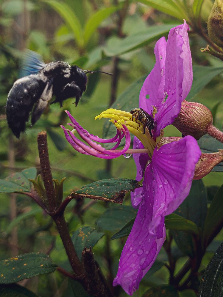 Photograph by Pritam Mandal