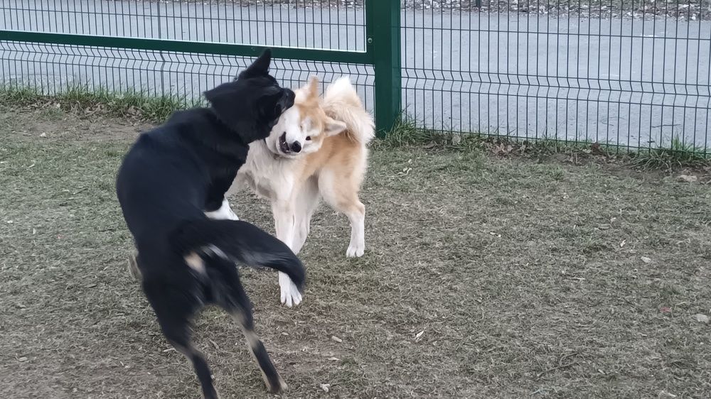 Ты мне друг или не друг?!