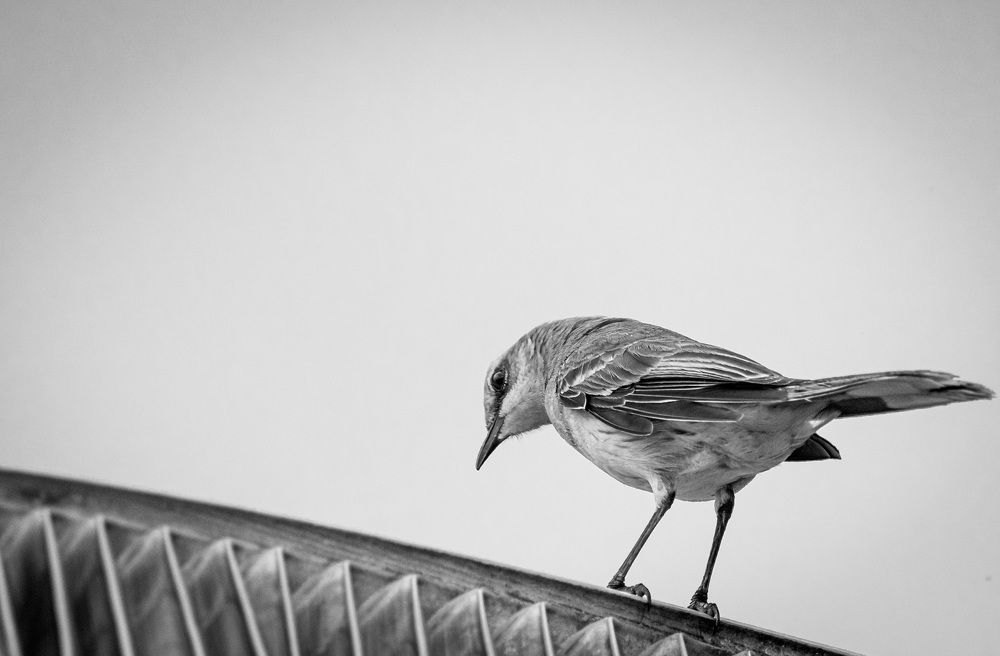 Photograph by Thomas Dunston