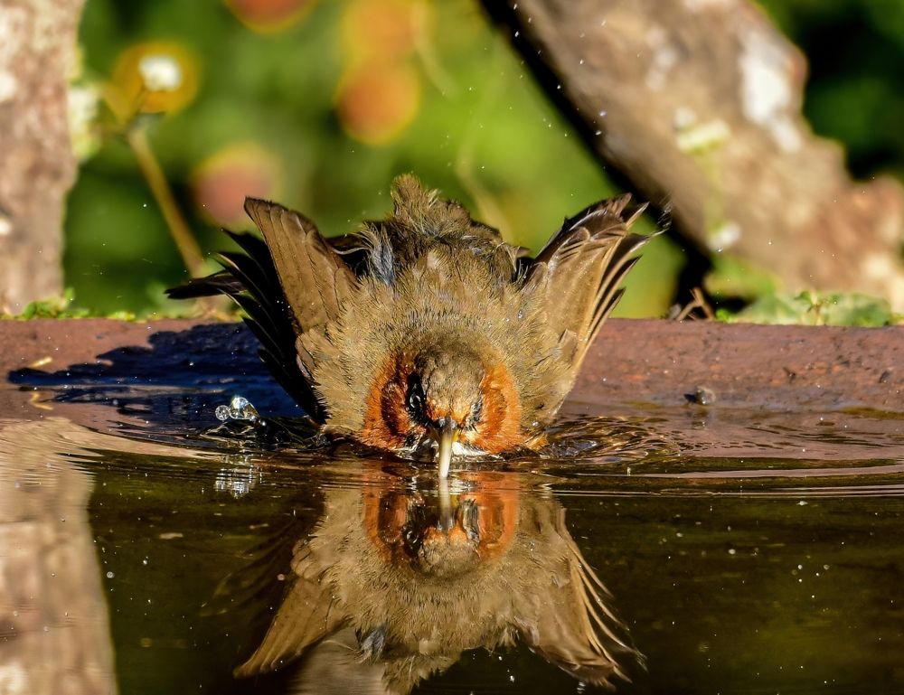 Photograph by Saptarshi Dasgupta