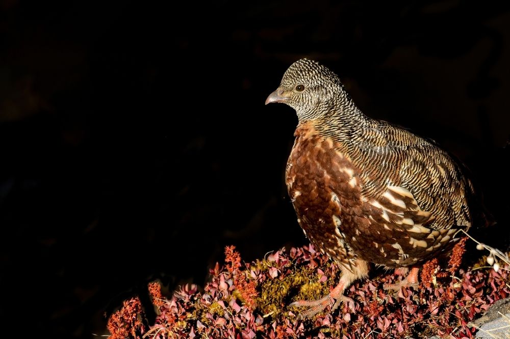 Photograph by Saptarshi Dasgupta