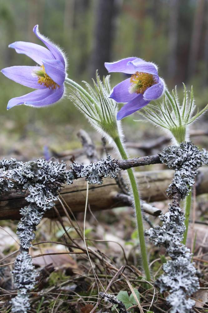 Photograph by Татьяна Фоевцева