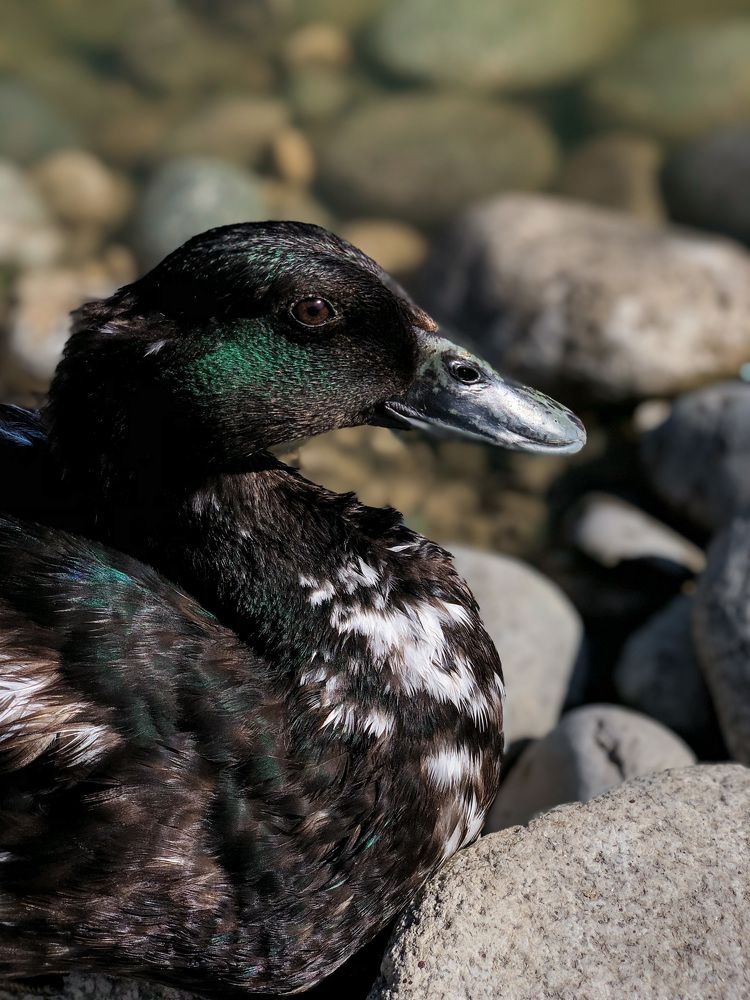 Птица у пруда