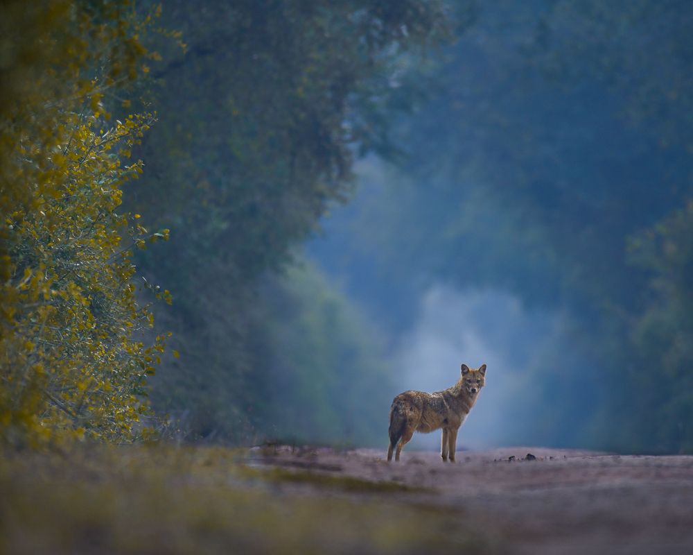 Photograph by RASHIN KARAYI