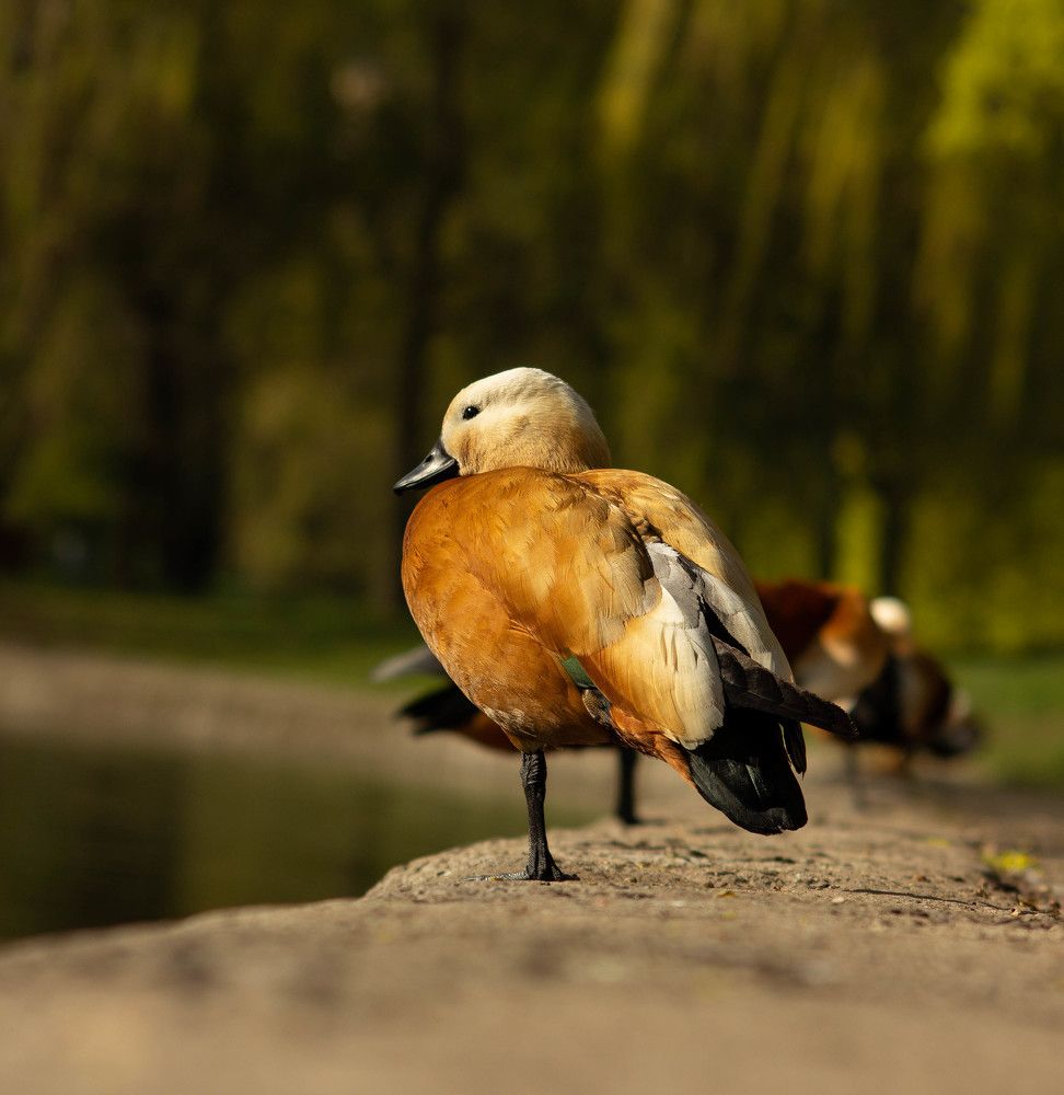 Photograph by Александра Баранова