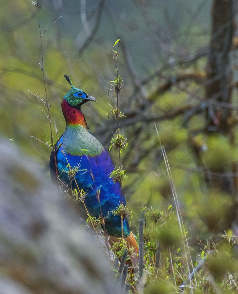 Photograph by Souvick Mukherjee