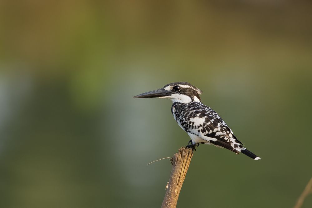 Photograph by Sameer Bhalekar