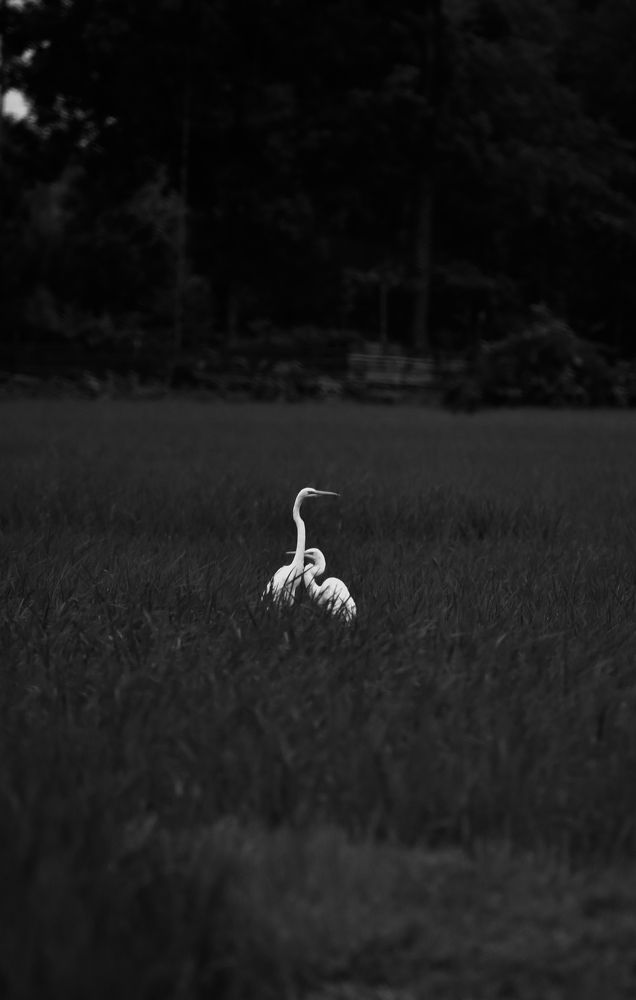 Photograph by Istiyak Ahammad