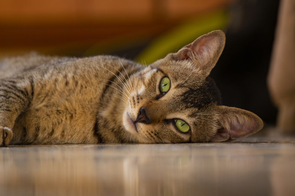 Photograph by Sameer Bhalekar